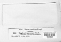 Typhula gyrans image